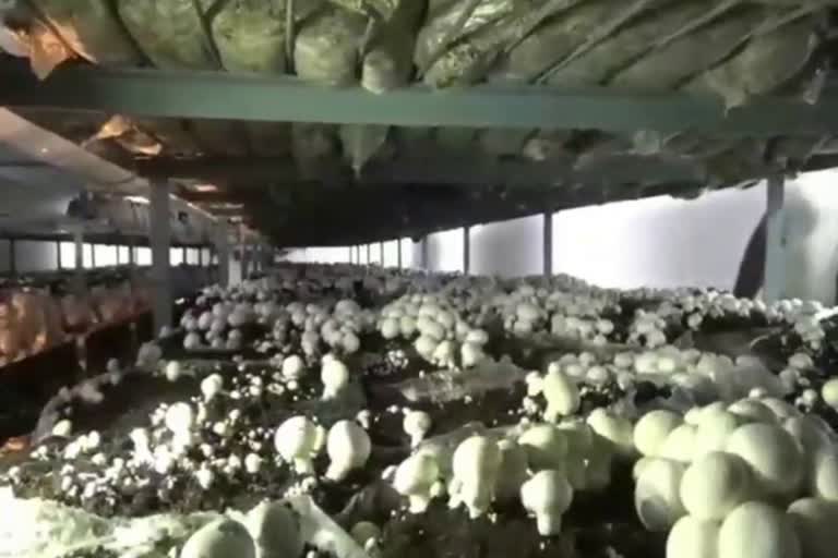 Mushroom Farming In Panipat