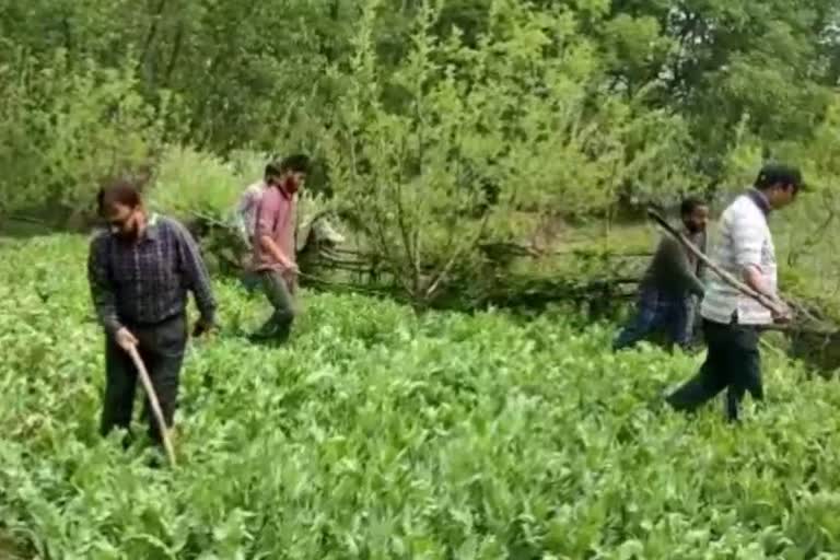 Action Against Opium Poppy in Tral: ترال میں خشخاش کی فصل پر انتظامیہ کی یلغار