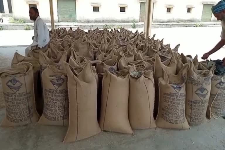 wheat-procurement-at-jaspur-government-purchasing-centers