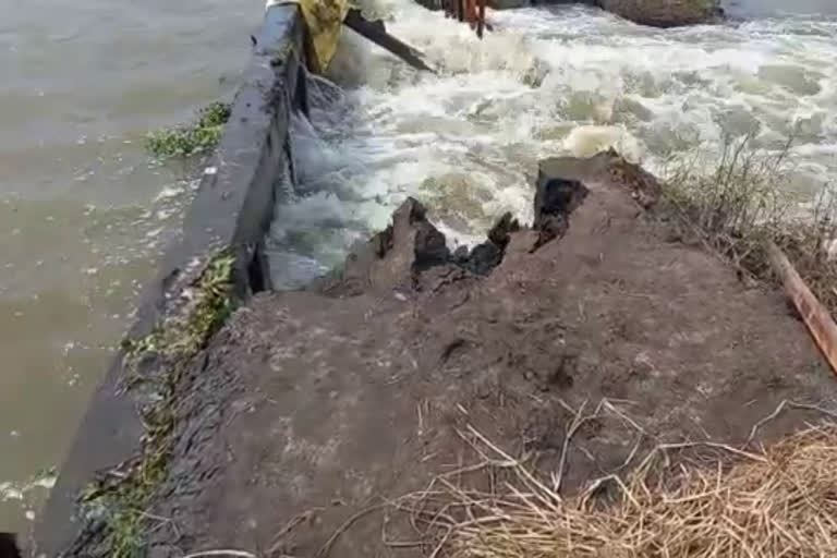 kuttanad land collapsed  outer bund collapsed in kuttanad  kuttanad farmers in crisis  കുട്ടനാട് മടവീഴ്‌ച  കൈനകരി പാടശേഖരം പുഞ്ച കൃഷി നശിച്ചു  കുട്ടനാട് കര്‍ഷകര്‍ ദുരിതം