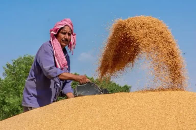 Malwa wheat demand in egypt