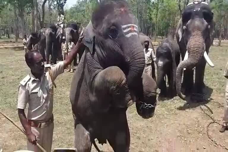 ರಾಂಪುರ ಆನೆ ಕ್ಯಾಂಪ್​​ನಿಂದ 7 ಆನೆಗಳ ಸ್ಥಳಾಂತರ