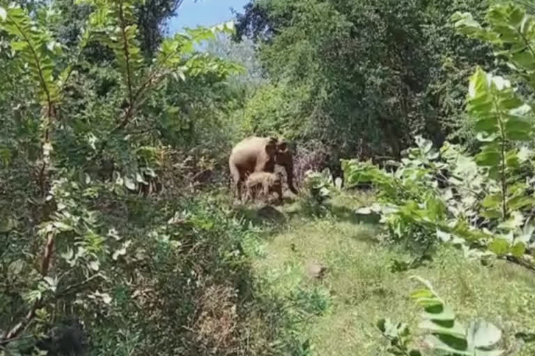 காட்டு யானைகள் புகுந்து அட்டகாசம்