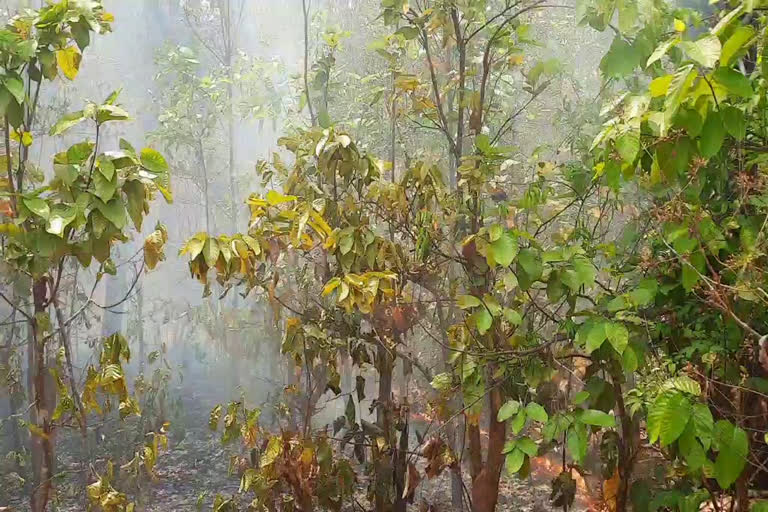 fire in bastar forest