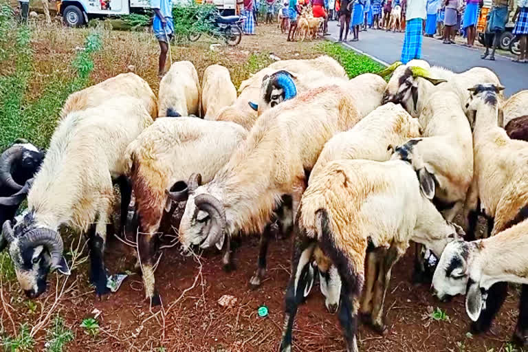 புஞ்சைபுளியம்பட்டி சந்தையில் ஆடு விற்பனை அமோகம்