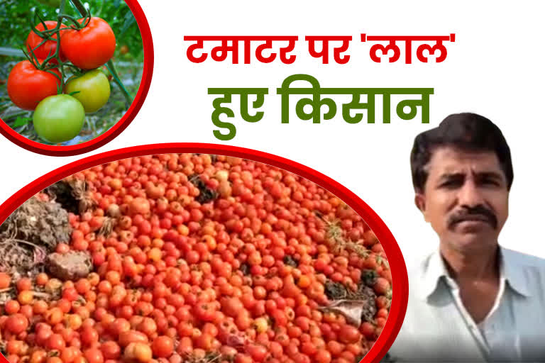 Tomato Price In Samastipur