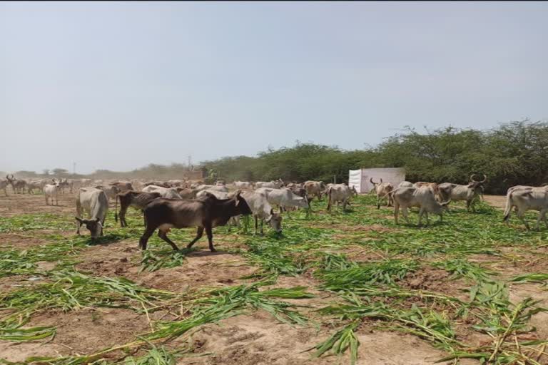 Cultivation fodder in Kutch : કચ્છમાં ઉનાળામાં ઘાસચારાની તંગી વચ્ચે 15,022 હેક્ટરમાં ઘાસચારાનું વાવેતર