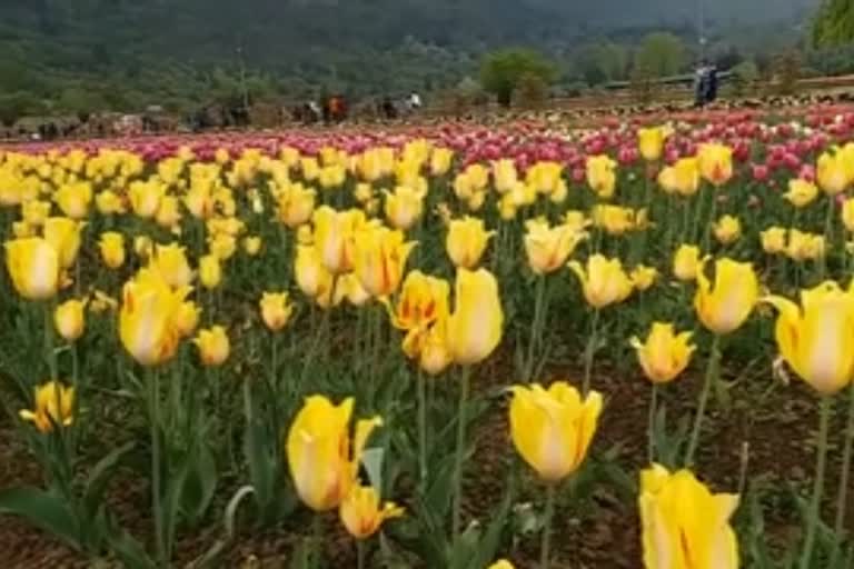 Tulip garden