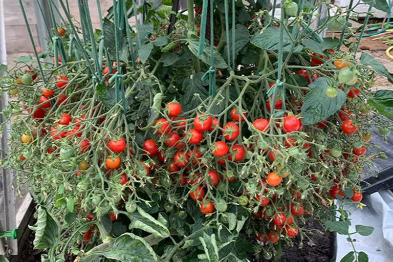 tomatoes guinness records