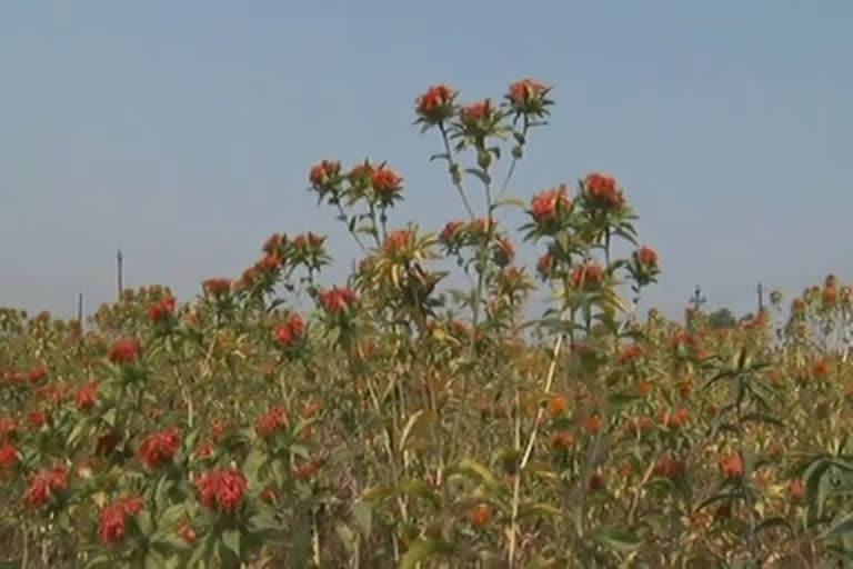 Safflower oil