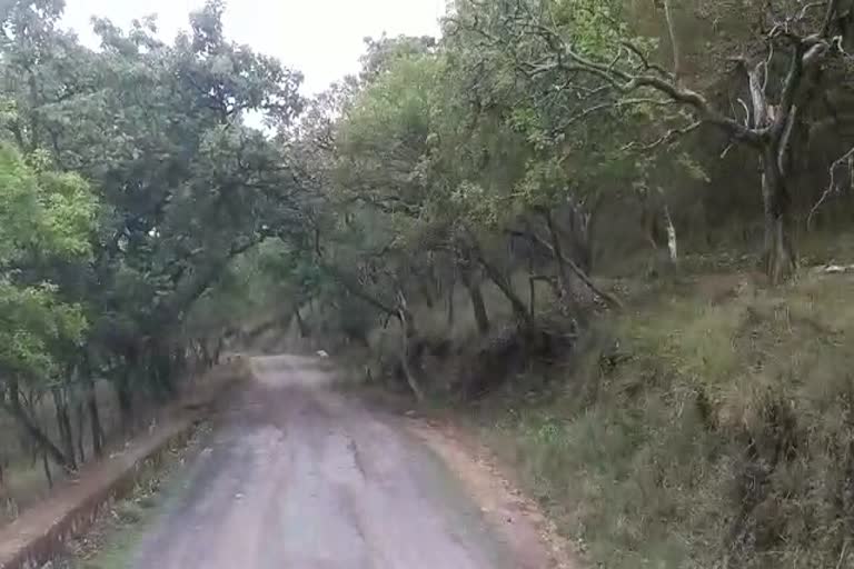 Rain is constantly pouring in Chamarajanagar forest aria