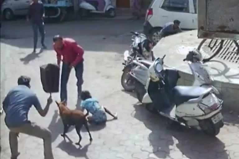 Stray dog bite girl in Vidisha