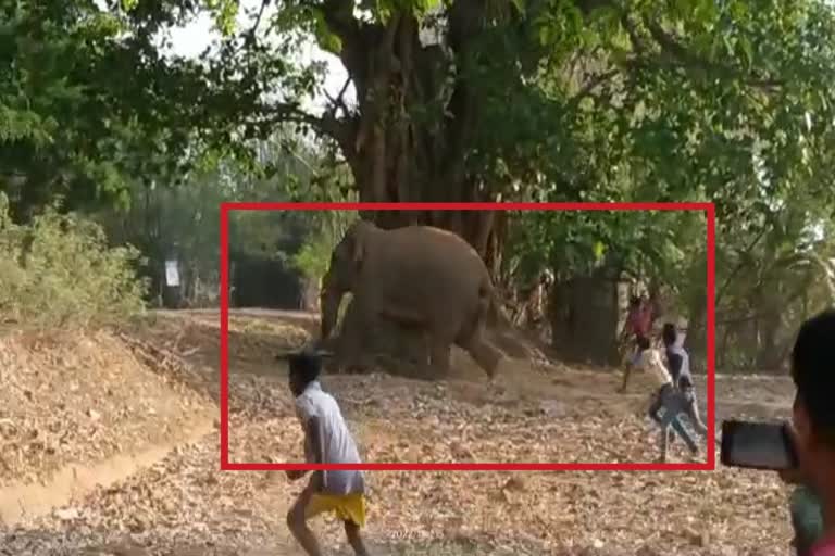 Villagers chased elephant