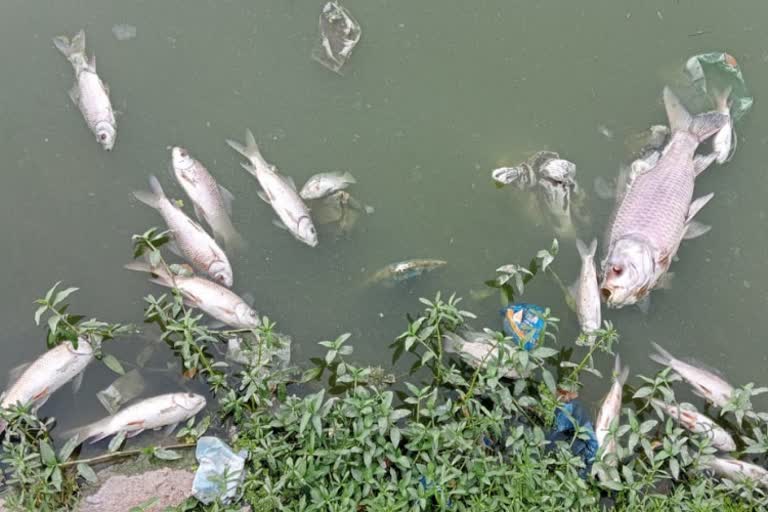 hebbala-pond-water-polluted-thousands-of-fish-lost-their-lives