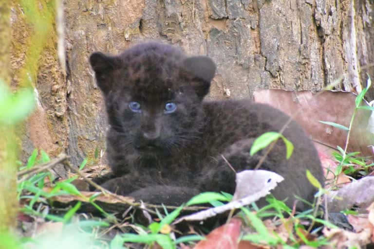 black cheetah cub found in Karwar fores