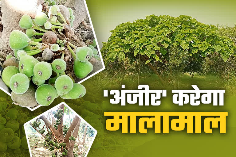 Fig Farming in Jabalpur