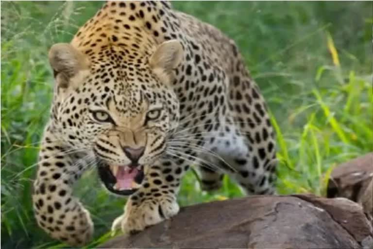 leopard killed a 7 year old boy in tehr