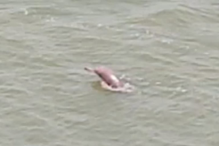 Jharkhand: Dolphin found dead in Ganga ghat in Sahibganj district