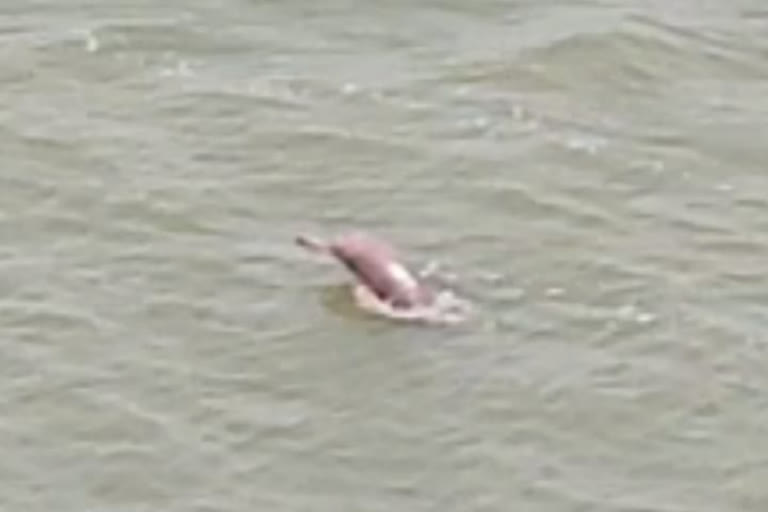 dolphins in Ganga