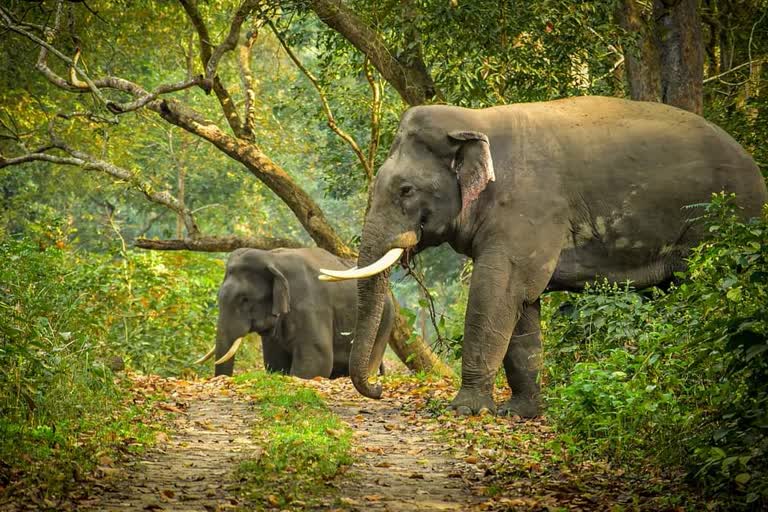 tarai-elephant-reserve-park