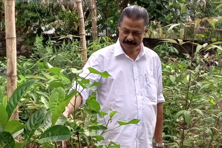 miyawaki forest  miyawaki forest at mv govindan's house  mv govindan latest news  മന്ത്രി എംവി ഗോവിന്ദൻ  മിയാവാക്കി ചലഞ്ച്