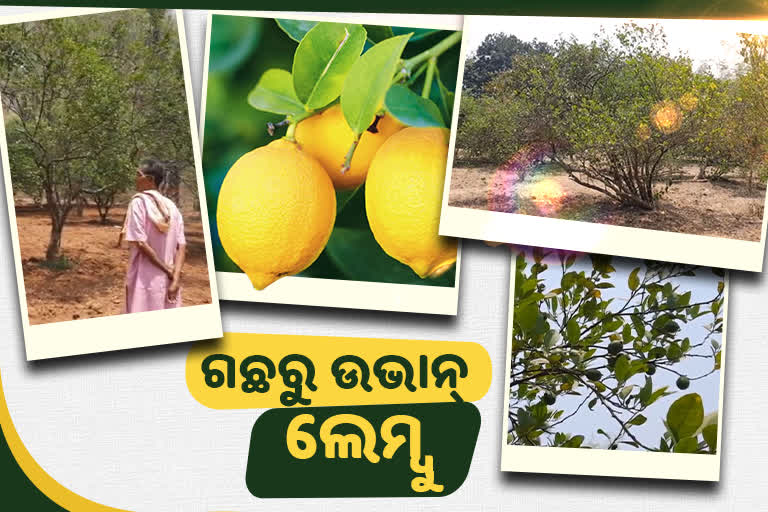 ଲେମ୍ବୁ ଉତ୍ପାଦନ କରୁଥିବା ଜିଲ୍ଲାରେ ଲେମ୍ବୁ ଚାଷୀ ହତାଶ