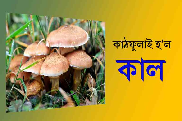one dies after consuming poisonous mushrooms