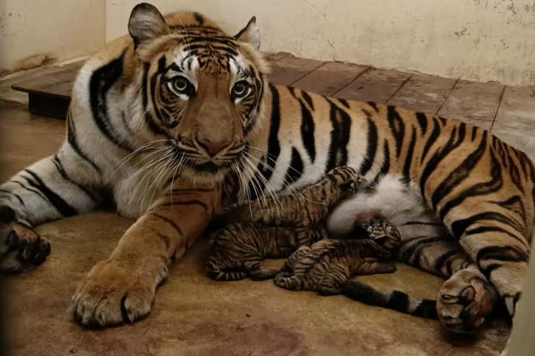 Happiness and sorrow in Kanan Pendari Zoo