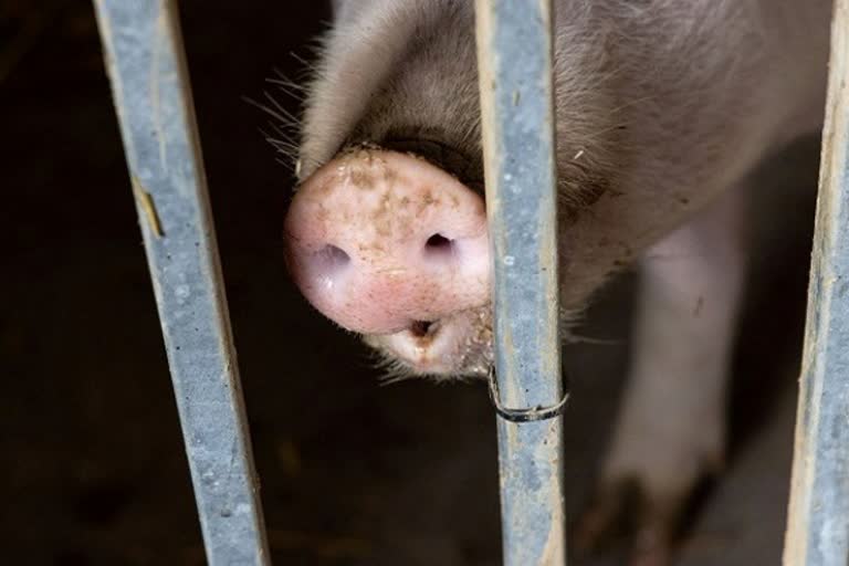 Swine flu detected in Tripura, 63 pigs died