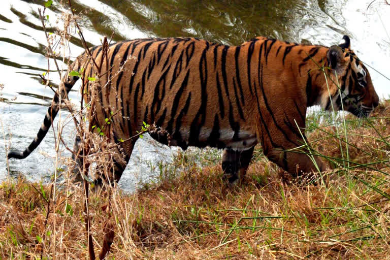 Tigers Missing in Ranthambore