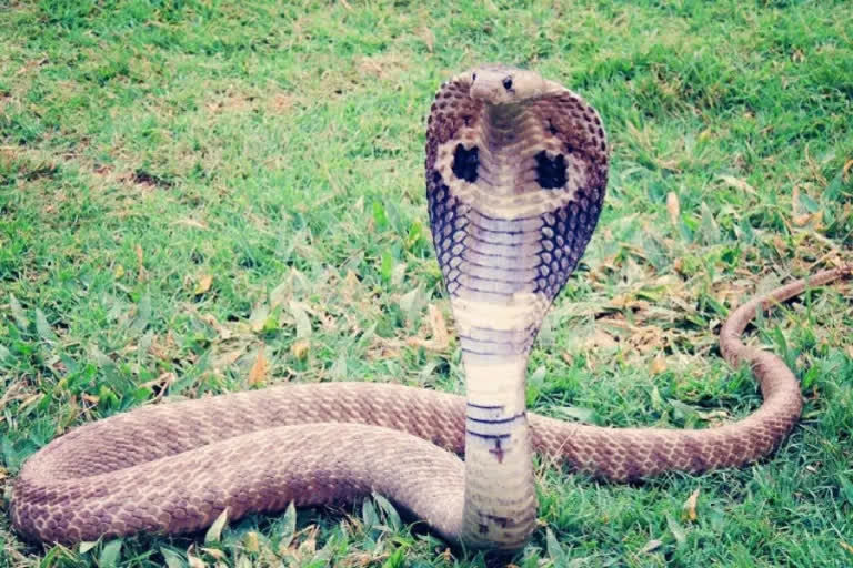 snake in gurukula school