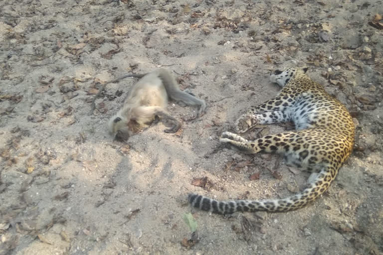 leopard died in Pench Tiger Reserve