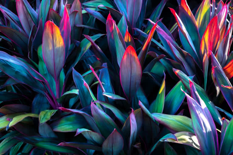 Multi-coloured plants