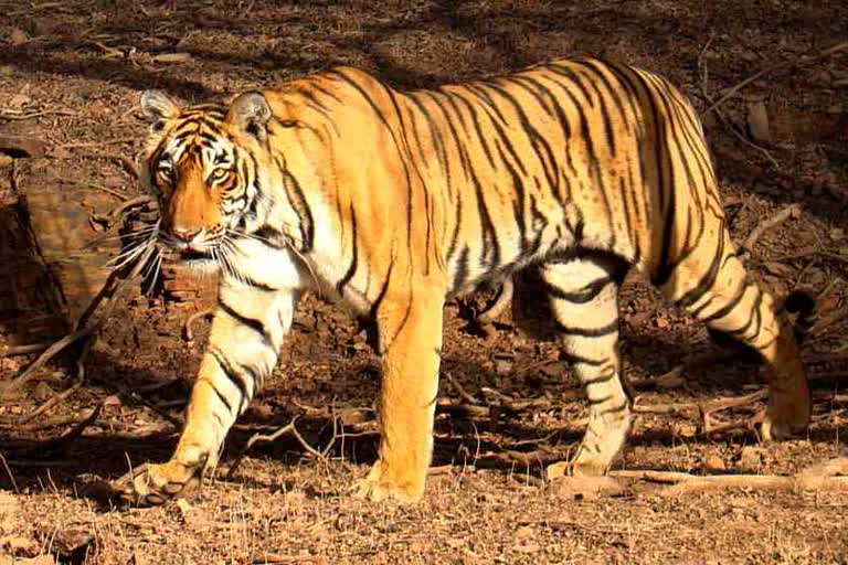 Tiger ST6 Died in Sariska