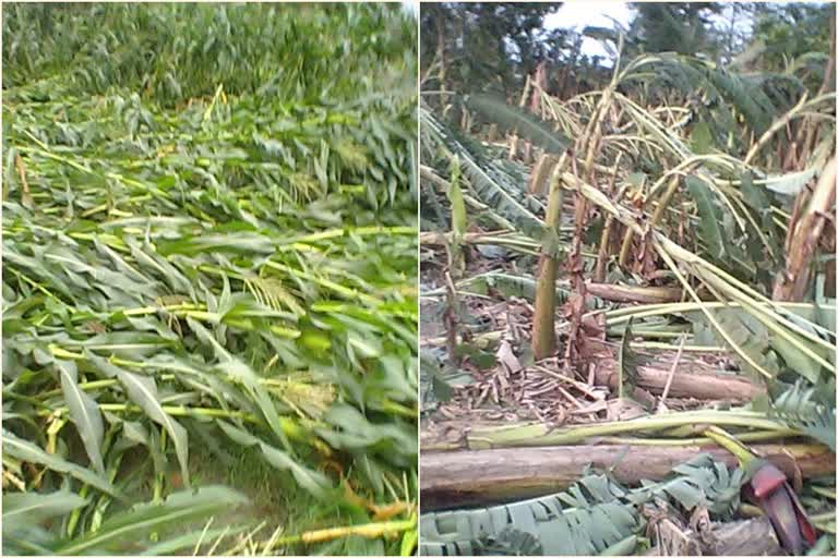 damage due to strom on cooch behar