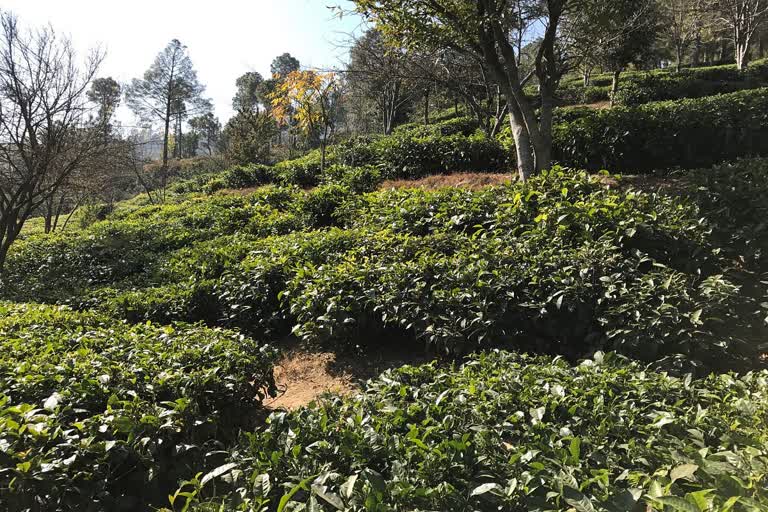 tea factory in Kausani