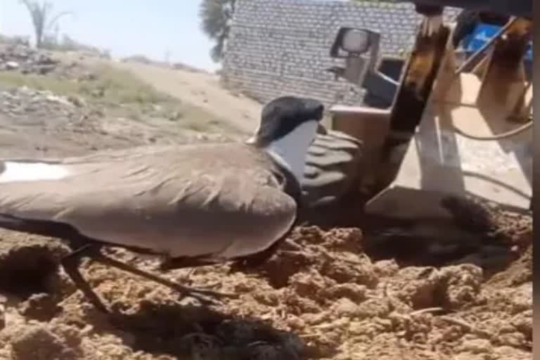 Anand Mahindra Shares Video Of Bird Guarding Eggs From Excavator