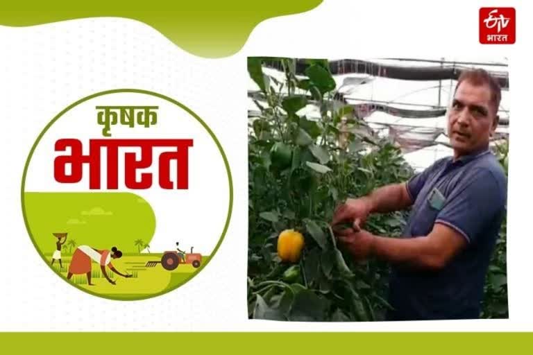 Colored Capsicum Cultivation Panipat