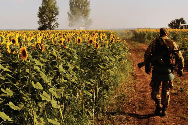 Guns and bullets grow in the land of sunflowers
