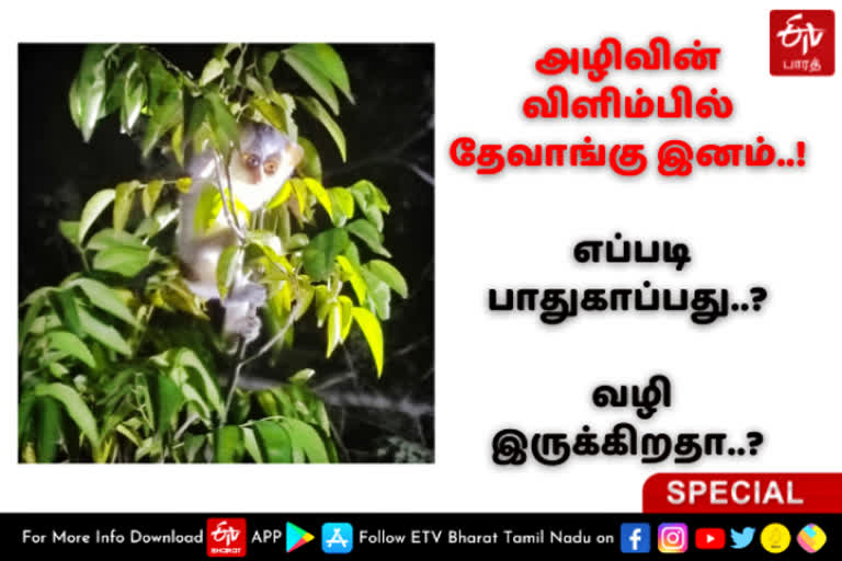 Slender loris Sanctuary  Slender loris  Loris lydekkerianus  Gray Slender Loris  Slender loris Sanctuary to prevent them  Socialist asking for Slender loris Sanctuary to prevent them  அழிந்து வருகிறதா தேவாங்கு இனம்  தேவாங்கு இனம்  அழிவின் விளிம்பில் தேவாங்கு இனம்  தேவாங்கு சரணாலையம்  சாம்பல் தேவாங்கு  உலோரிசு இலைடெக்கெரியனசு