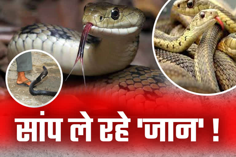 death-toll-due-to-the-bite-of-poisonous-snakes-is-frightening-in-uttarakhand
