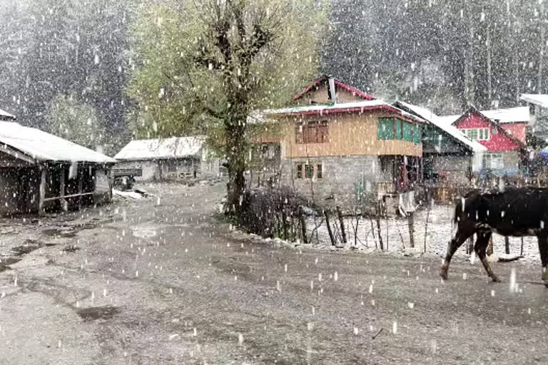 Fresh Snowfall in North Kashmir’s Gurez: شمالی کشمیر کے سرحدی علاقہ گریز میں برفباری