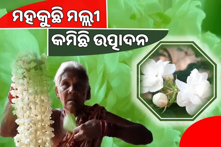 ସୋନପୁରରେ ବଢୁଛି ମଲ୍ଲୀଫୁଲର ଆଦର ଓ ଚାହିଦା , କମିଛି ଉତ୍ପାଦନ