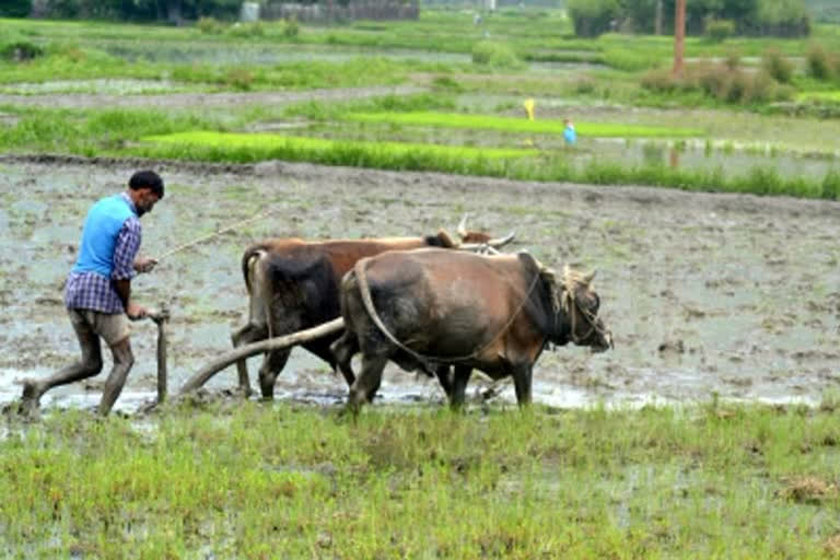 Government allows self survey, Government allows self-survey for farmers, Karnataka government news, Karnataka Farmers news, ಸರ್ಕಾರ ಸ್ವಯಂ ಸರ್ವೇಗೆ ಅವಕಾಶ, ಸರ್ಕಾರ ರೈತರಿಗೆ ಸ್ವಯಂ ಸರ್ವೇ ಅವಕಾಶ, ಕರ್ನಾಟಕ ಸರ್ಕಾರದ ಸುದ್ದಿ, ಕರ್ನಾಟಕ ರೈತರ ಸುದ್ದಿ,