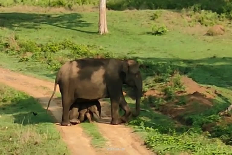 Two days ago elephant gave birth to twin cubs in Bandipur