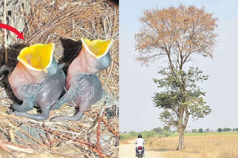 Peacock Tree