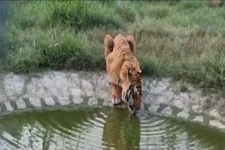 video-of-bengal-tiger-drinking-water-in-man-made-waterholes-of-corbett-goes-viral