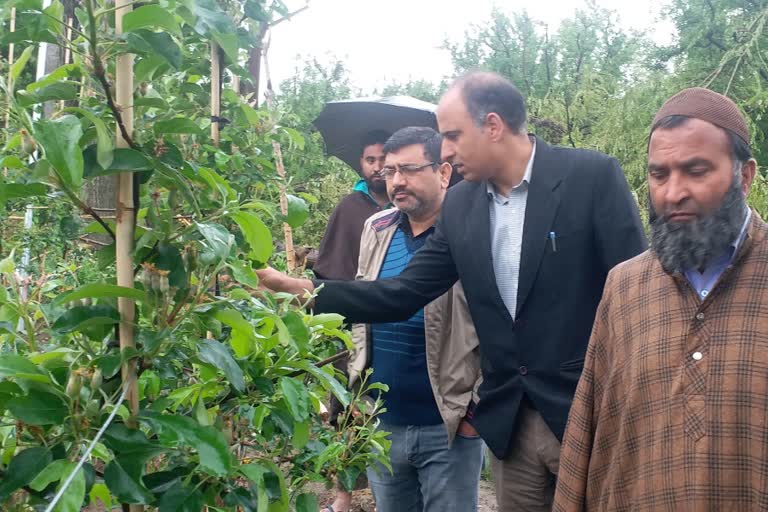 Hailstorm Damages Crops: پلوامہ میں ژالہ باری سے فصلوں کو نقصان