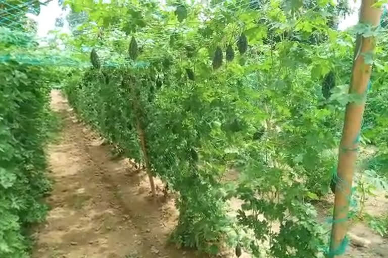 Financial Profit in Bitter Melon Cultivating in Rough land Under Ushar Mukti Project