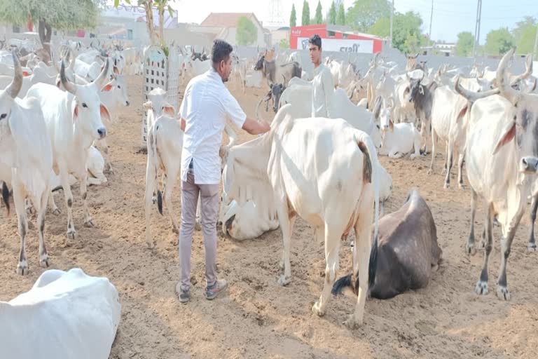 Rabies Vaccine in Kutch: શા માટે જરૂરી છે ખરપગાની રસી?, કચ્છમાં શરૂ થયું રસીકરણ